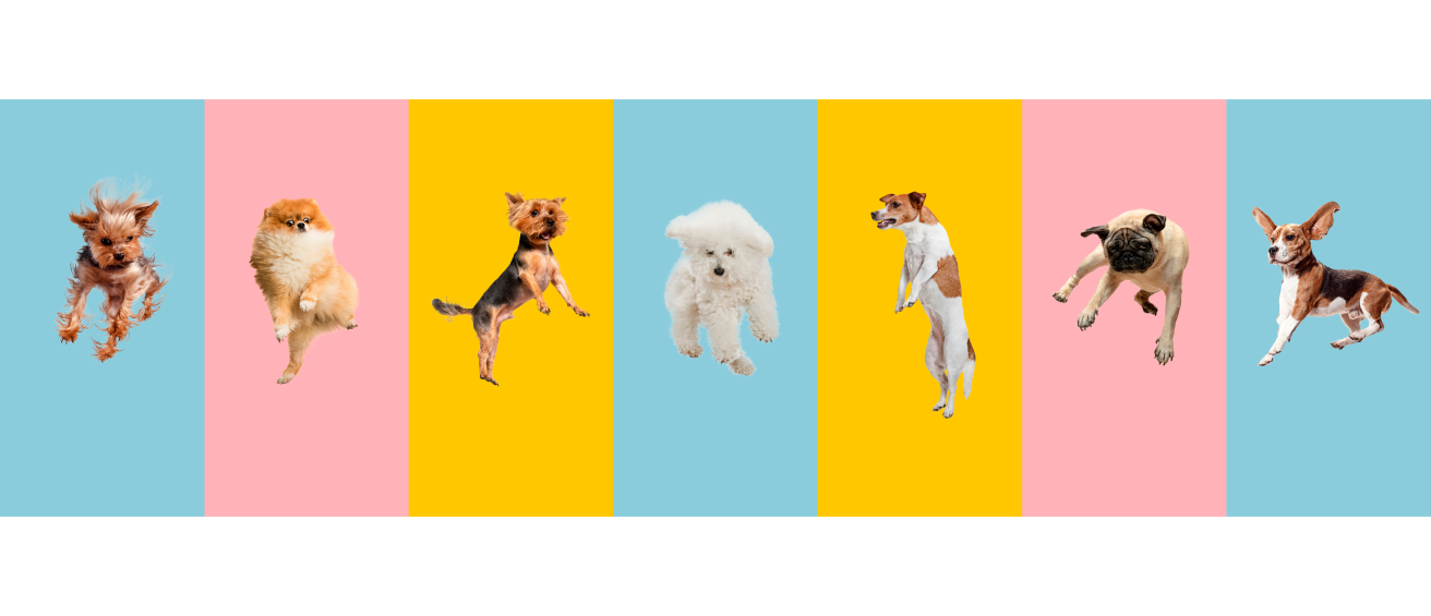 Cats and dogs jumping